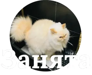 🤐 1fbbd234 Занята cat, busy, persian, animal, domestic whatsapp sticker