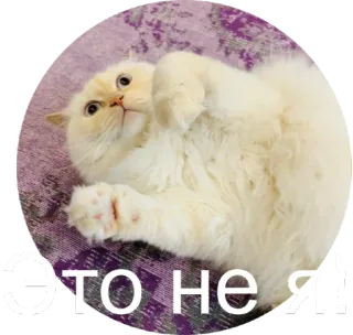 😕 23a5f4ed Это не я! cat, cute, white, meme, animal whatsapp sticker