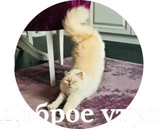 😘 73757566 Доброе утро cat, morning, greeting, russian whatsapp sticker