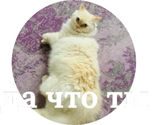 😡 8835ab90 ДА ЧТО ТЫ cat, white, russian, meme whatsapp sticker
