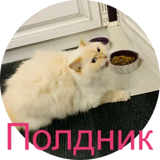 🌮 90712c91 Полдник cat, eating, russian, lunch, animal whatsapp sticker
