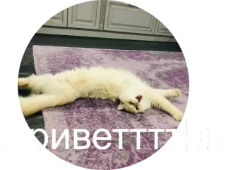 😘 9f6891d3 Приветттии cat, lying, carpet, white, russian, greeting whatsapp sticker