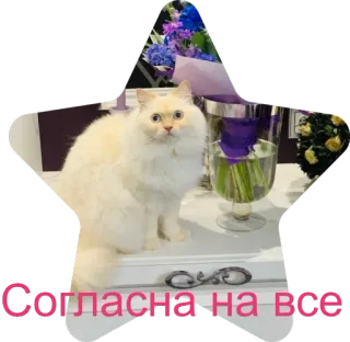 🤗 a342c5d0 Согласна на все cat, flowers, bouquet, star, white whatsapp sticker