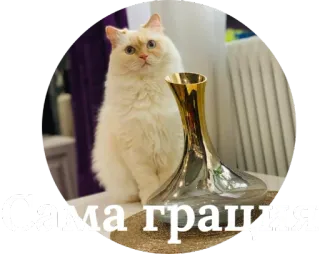 😍 dee87162 Сама грация cat, graceful, vase, white, animal whatsapp sticker