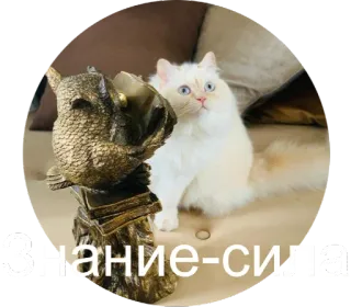 📕 e5f25b87 Знание - сила owl, cat, books, knowledge, russian whatsapp sticker