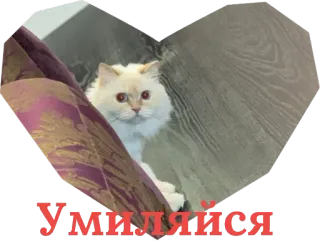 😏 f301baad Умиляйся cat, heart, cute whatsapp sticker