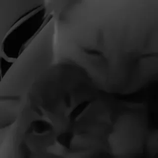 🐈‍⬛️ 1e877891 แมว, ลูกแมว, สัตว์, สัตว์เลี้ยง, น่ารัก, สัตว์เลี้ยง telegram sticker