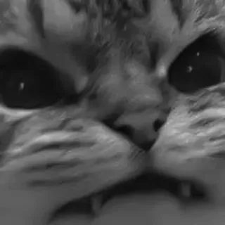 🐈‍⬛️ 38fde753 แมว, สัตว์เลี้ยง, สัตว์, ภาพระยะใกล้, สัตว์ตระกูลแมว, แมวบ้าน telegram sticker