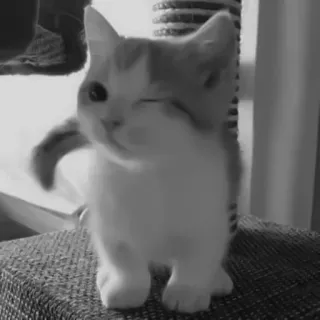 🐈‍⬛️ 438f1af5 แมว, ลูกแมว, สัตว์, น่ารัก, สัตว์เลี้ยง, ขยิบตา, แมวบ้าน telegram sticker