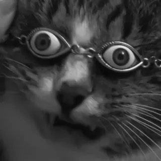 🐈‍⬛️ 49300025 แมว, สัตว์, ตา, ตลก, สัตว์เลี้ยง, สัตว์เลี้ยง, ขาวดำ, น่ารัก telegram sticker