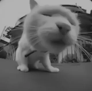 🐈‍⬛️ 498776e7 แมว, สัตว์, สัตว์เลี้ยง, ตลก, น่ารัก, สัตว์เลี้ยง telegram sticker