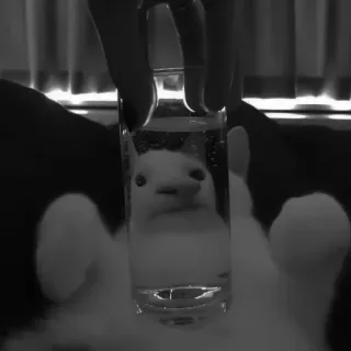 🐈‍⬛️ 5bf6b8bb แมว, แก้ว, น้ำ, มีม, ตลก, สัตว์, สัตว์เลี้ยง telegram sticker