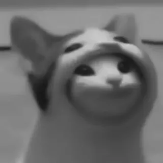 🐈‍⬛️ 65f4b2a6 แมว, มีม, สัตว์, น่ารัก telegram sticker