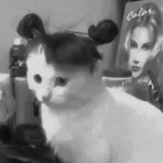 🐈‍⬛️ 70e1e783 แมว, สัตว์, สัตว์เลี้ยง, ตลก, ทรงผม, ขาวดำ telegram sticker