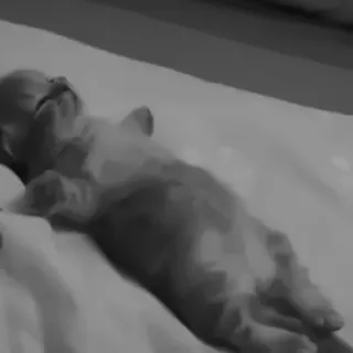 🐈‍⬛️ 7802cb22 นอน, แมว, ลูกแมว, สัตว์, น่ารัก, สัตว์เลี้ยง telegram sticker