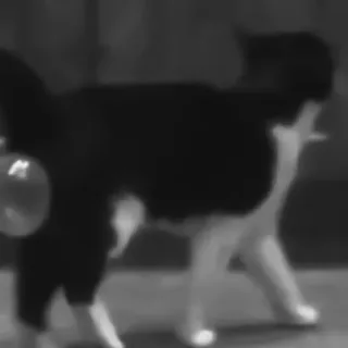 🐈‍⬛️ 857301d1 แมว, สัตว์, สัตว์เลี้ยง, ในบ้าน, ขาวดำ telegram sticker