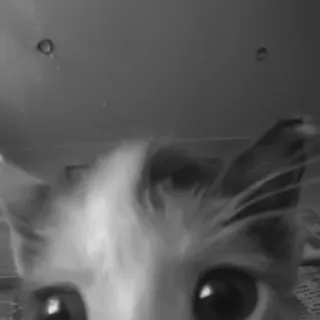 🐈‍⬛️ 8a0be89d แมว, สัตว์, สัตว์เลี้ยง, น่ารัก, บ้าน, ลูกแมว telegram sticker