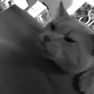 🐈‍⬛️ 8a684a32 แมว, สัตว์, สัตว์เลี้ยง, แมวบ้าน, สัตว์ตระกูลแมว telegram sticker