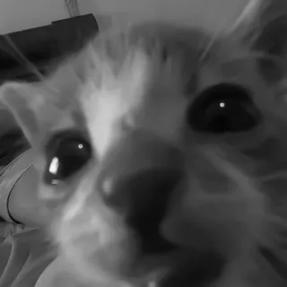 🐈‍⬛️ 8c5c019e แมว, สัตว์, สัตว์เลี้ยง, ภาพระยะใกล้, แมว telegram sticker