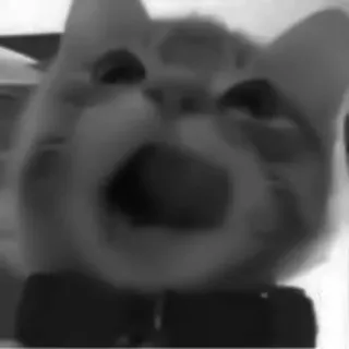 🐈‍⬛️ 93201781 แมว, มีม, สัตว์, สัตว์เลี้ยง, ตะโกน, กรีดร้อง telegram sticker