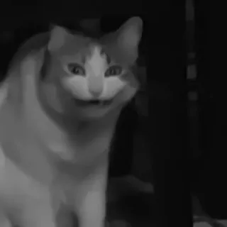 🐈‍⬛️ 9968dcf6 แมว, สัตว์, สัตว์เลี้ยง, สัตว์บ้าน, สัตว์เลี้ยงลูกด้วยนม telegram sticker