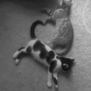 🐈‍⬛️ a1bdcbd6 แมว, สัตว์, สัตว์เลี้ยง, นอนหลับ, สัตว์เลี้ยง telegram sticker