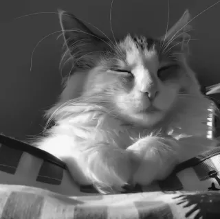 🐈‍⬛️ a1c03516 แมว, สัตว์, สัตว์เลี้ยง, สัตว์เลี้ยง, สัตว์ตระกูลแมว, สัตว์เลี้ยงลูกด้วยนม telegram sticker