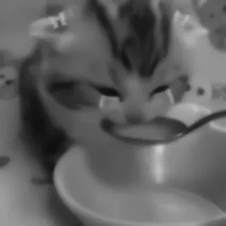 🐈‍⬛️ a303945a แมว, ลูกแมว, กิน, ช้อน, ชาม, นม, น่ารัก, สัตว์ telegram sticker