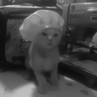 🐈‍⬛️ be729d45 แมว, เชฟ, หมวก, ลูกแมว, สัตว์เลี้ยง, สัตว์, น่ารัก telegram sticker