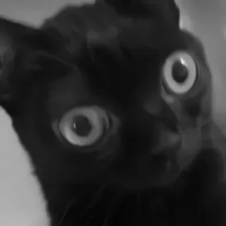 🐈‍⬛️ c9f561da แมว, แมวดำ, สัตว์เลี้ยง, สัตว์, ตา, น่ารัก telegram sticker