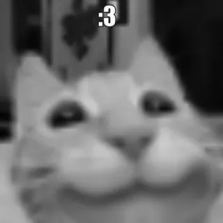 🐈‍⬛️ ca5fce17 :3 แมว, มีม, น่ารัก, สัตว์, สีหน้า, คาวาอิ telegram sticker
