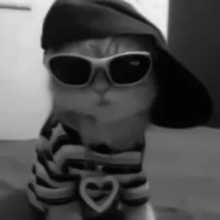 🐈‍⬛️ cc9fb1e4 แมว, แว่นกันแดด, หมวก, เท่, สัตว์เลี้ยง, สัตว์, แฟชั่น telegram sticker