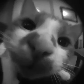 🐈‍⬛️ ccd8fcca แมว, สัตว์, สัตว์เลี้ยง, บ้าน, แมว, โคลสอัพ, น่ารัก telegram sticker