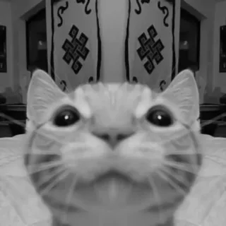 🐈‍⬛️ cda8f893 แมว, สัตว์, สัตว์เลี้ยง, แมวบ้าน, สัตว์เลี้ยงลูกด้วยนม, สัตว์ตระกูลแมว telegram sticker