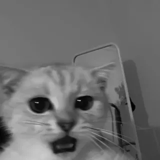 🐈‍⬛️ d2f40494 แมว, สัตว์, สัตว์เลี้ยง, มีม, ตลก, ตกใจ, ประหลาดใจ telegram sticker