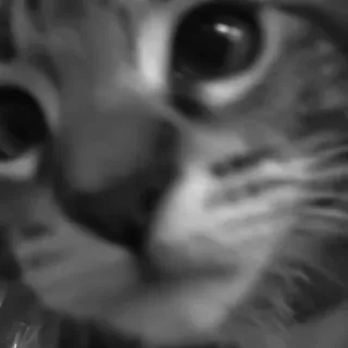 🐈‍⬛️ da0367fc แมว, สัตว์, สัตว์เลี้ยง, สัตว์ตระกูลแมว, แมวบ้าน telegram sticker