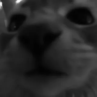 🐈‍⬛️ dd646b10 แมว, สัตว์, มีม, สัตว์เลี้ยง, ตลก, ภาพระยะใกล้, น่ารัก telegram sticker