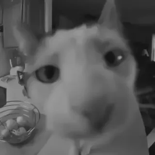 🐈‍⬛️ ded0b674 แมว, สัตว์, สัตว์เลี้ยง, มีม, ตลก, แมวบ้าน telegram sticker