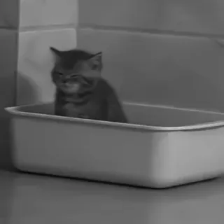 котики няɯᴋи | @kengastickers whatsapp stickers