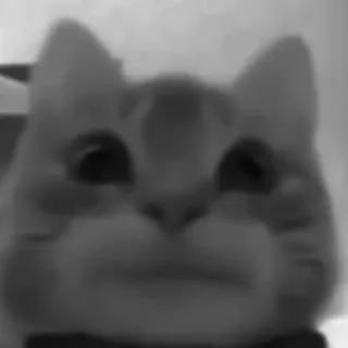 🐈‍⬛️ f80a4c53 แมว, สัตว์, สัตว์เลี้ยง, มีม, ตลก, น่ารัก telegram sticker