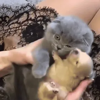 🥰 02955a38 子猫, 子犬, かわいい, 動物, 猫, 犬, ペット, 小さい whatsapp sticker