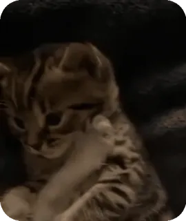 🐈 0aec8266 猫, 子猫, 動物, 中指, 失礼, 攻撃的, ユーモア, ミーム whatsapp sticker