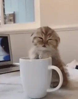 😴 0beb4e18 猫, 子猫, コーヒー, マグカップ, ペット, 動物 whatsapp sticker