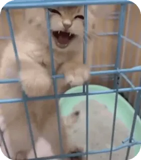 🐈 1216511e 猫, 動物, ペット, ケージ, 子猫, かわいい whatsapp sticker