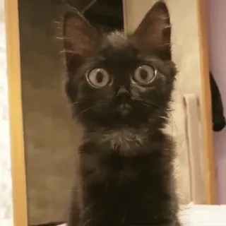 😼 12772939 猫, 子猫, 黒猫, 動物, ペット, かわいい, 面白い, 大きな目 whatsapp sticker