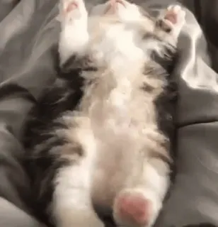 😴 13739a49 猫, 子猫, かわいい, 動物, 睡眠, 面白い whatsapp sticker