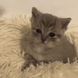 😭 1c64fbcd 猫, 子猫, 可愛い, 動物, ペット, 飼い猫 whatsapp sticker