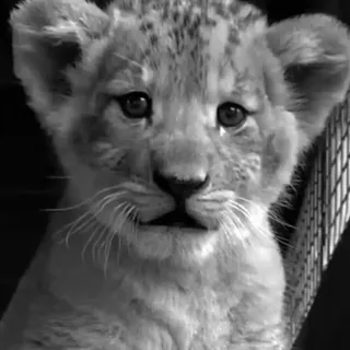 🌟 1cd7e0c7 ライオンの赤ちゃん, 動物, かわいい, 野生動物, 白黒, ポートレート whatsapp sticker