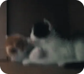 🐈 2436baa8 猫, 動物, ペット, 家畜 whatsapp sticker