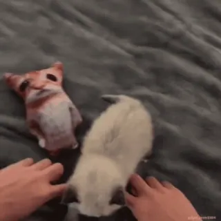 💃 25bbadcf 猫, 子猫, ペット, 動物, シャム, 遊ぶ, 可愛い, 面白い whatsapp sticker